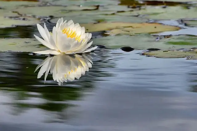 A white flower floating on top of water.